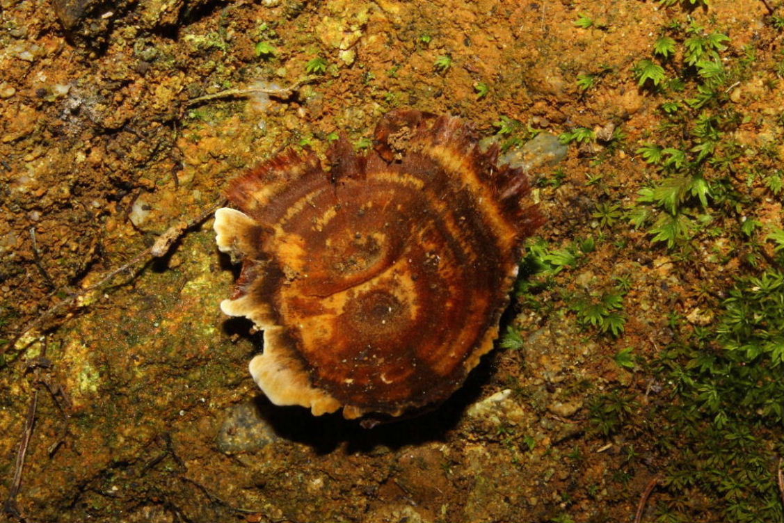 Fungo da determinare-2